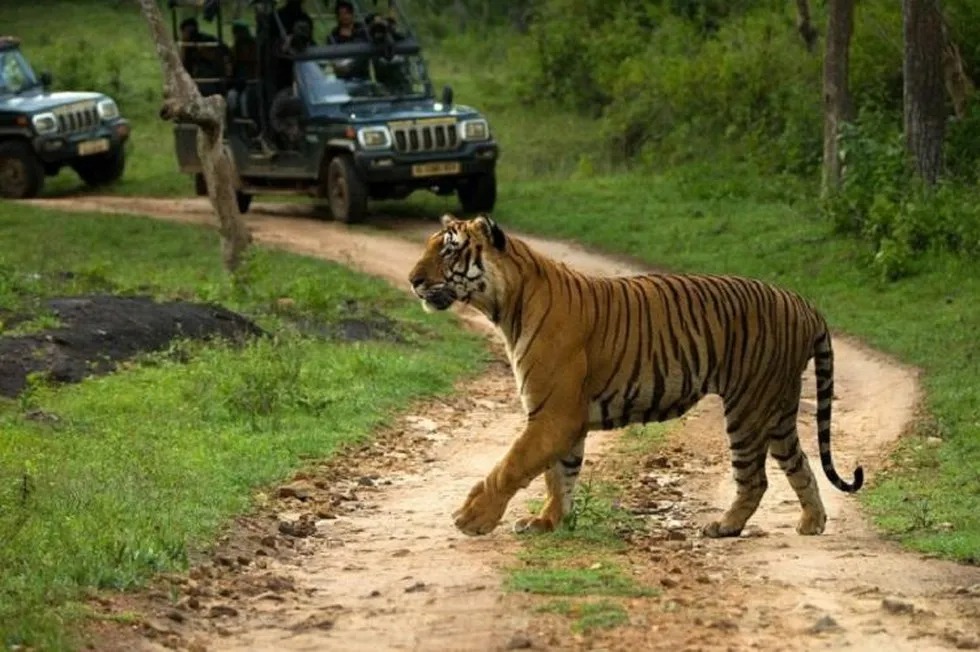 Bengal Tiger and Wildlife Bandipur Tiger Reserve Karnataka