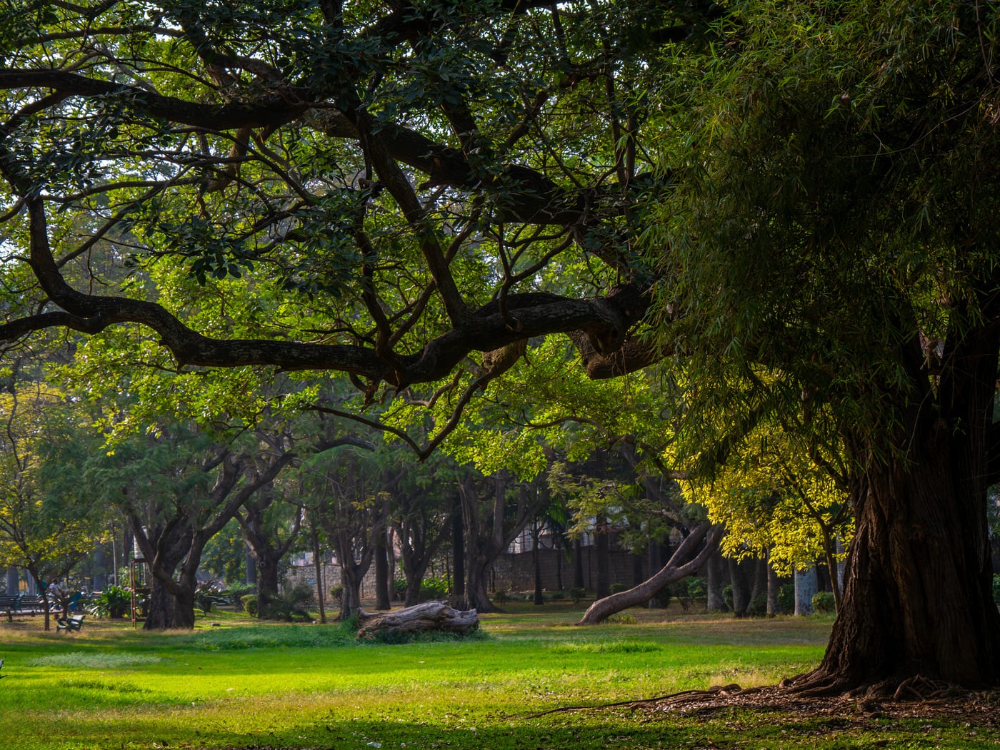 Cubbon Park Green Bamboo Canopies Bengaluru